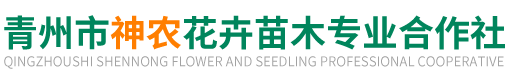 青州市神农花卉苗木专业合作社-承接草花租摆和绿化工程